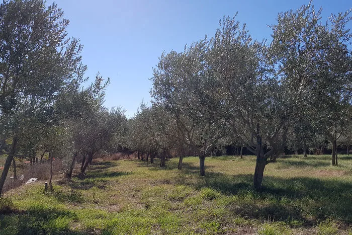 Olivenhain bei Vinkuran, Istrien